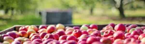 Apples - Cold Rooms for Farmers | MTCSS