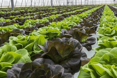 Horticulture & Agriculture